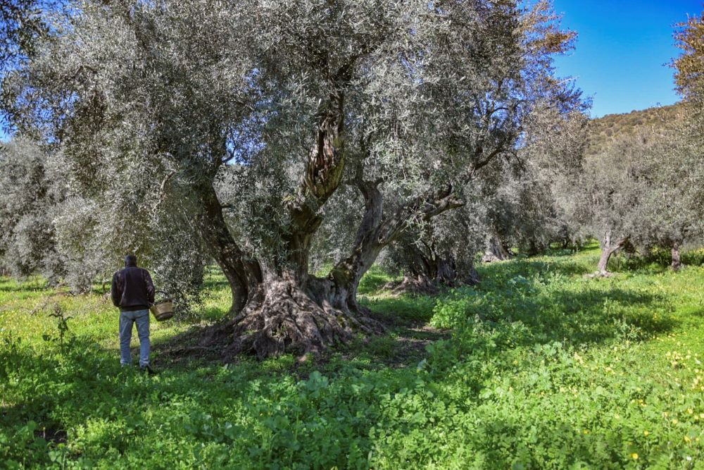 Picnic tra gli ulivi secolari di Villacidro