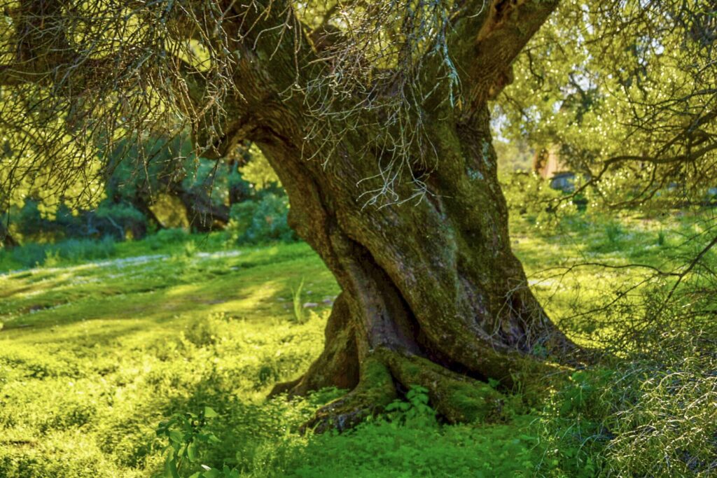 Parco di San Sisinnio