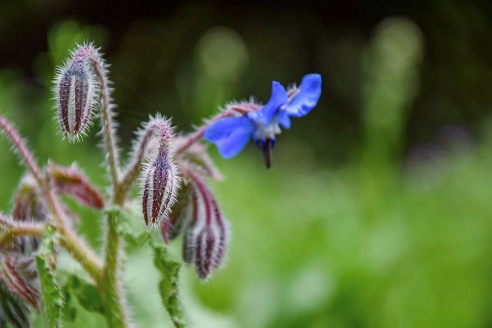 Benessere in natura con lo yoga e le erbe