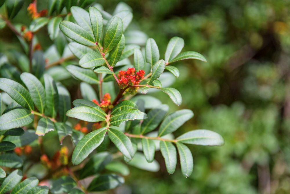 Benessere in natura con lo yoga e le erbe