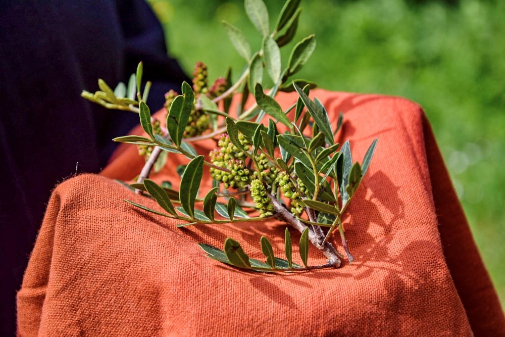 Benessere in natura con lo yoga e le erbe