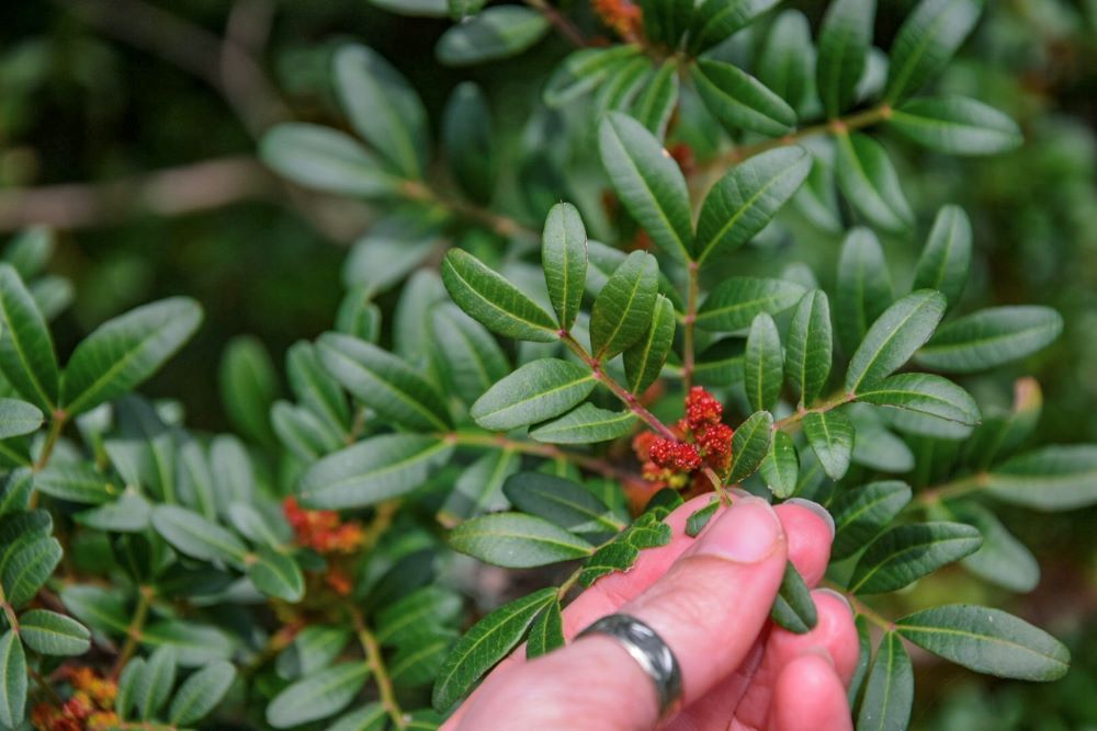 Benessere in natura con lo yoga e le erbe