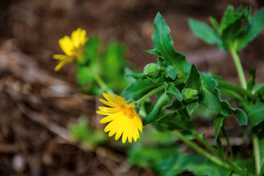 Benessere in natura con lo yoga e le erbe