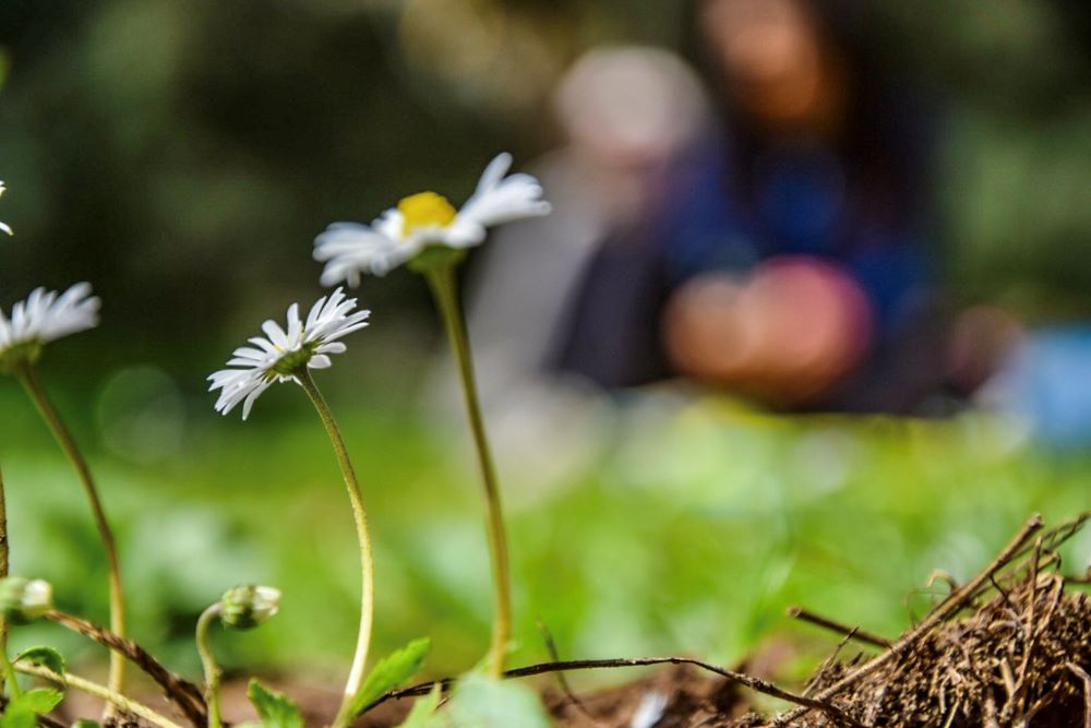 Benessere in natura con lo yoga e le erbe