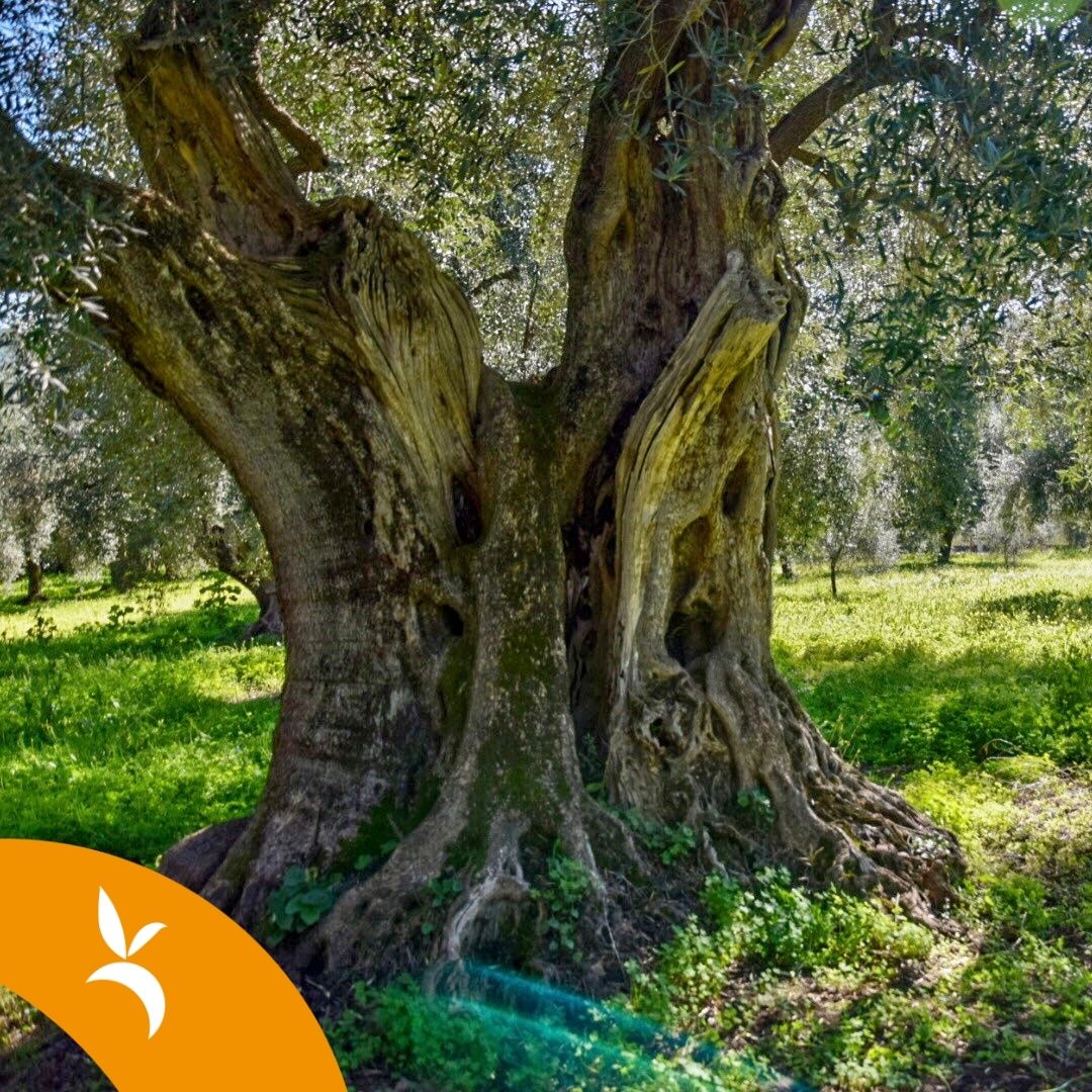Picnic tra gli ulivi secolari di Villacidro