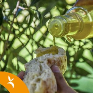 Picnic tra gli ulivi secolari di Villacidro