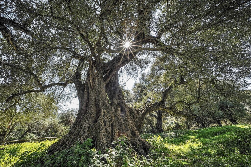 I sentieri delle cogas: la magia delle erbe