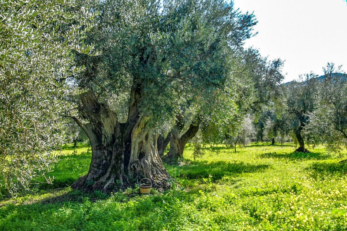 Picnic tra gli ulivi secolari di Villacidro