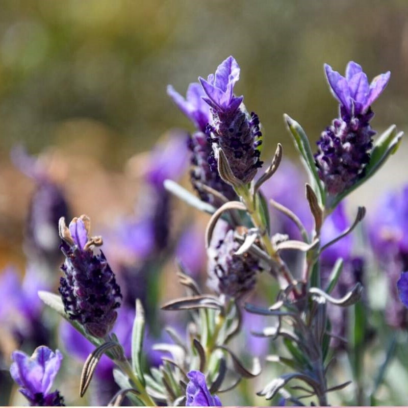 Benessere in natura con lo yoga e le erbe