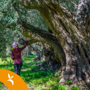 Picnic tra gli ulivi secolari di Villacidro