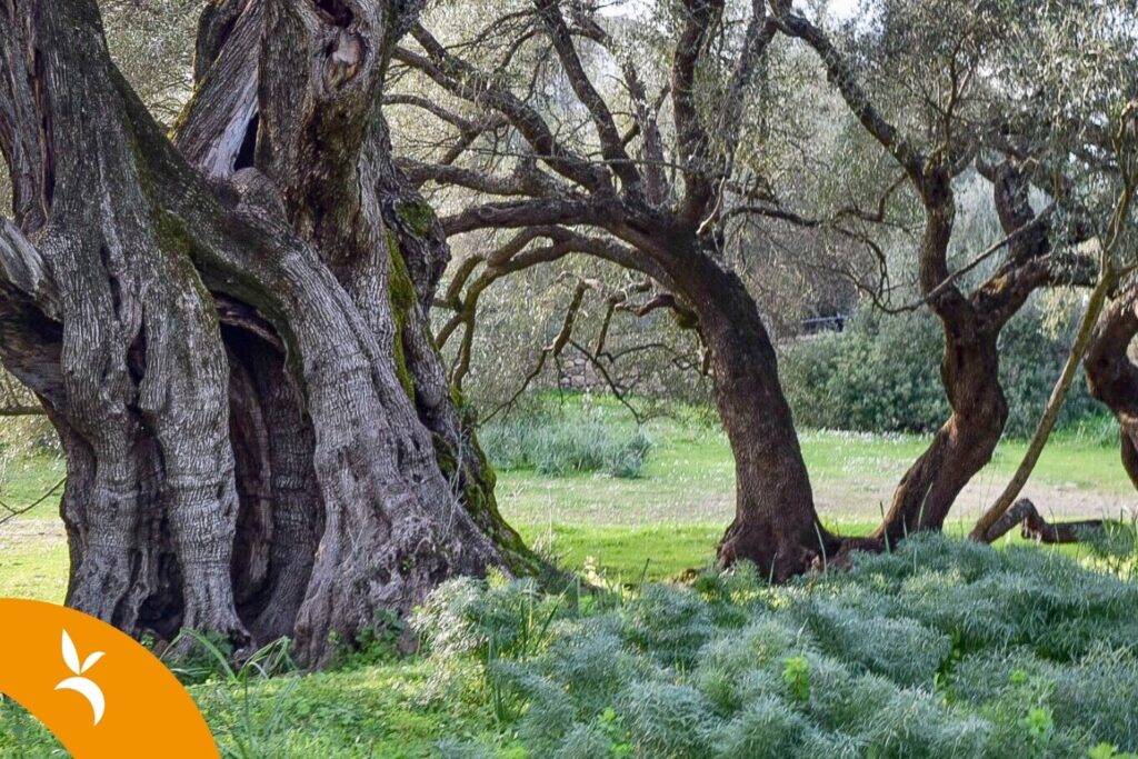 Villacidro: il respiro della terra 