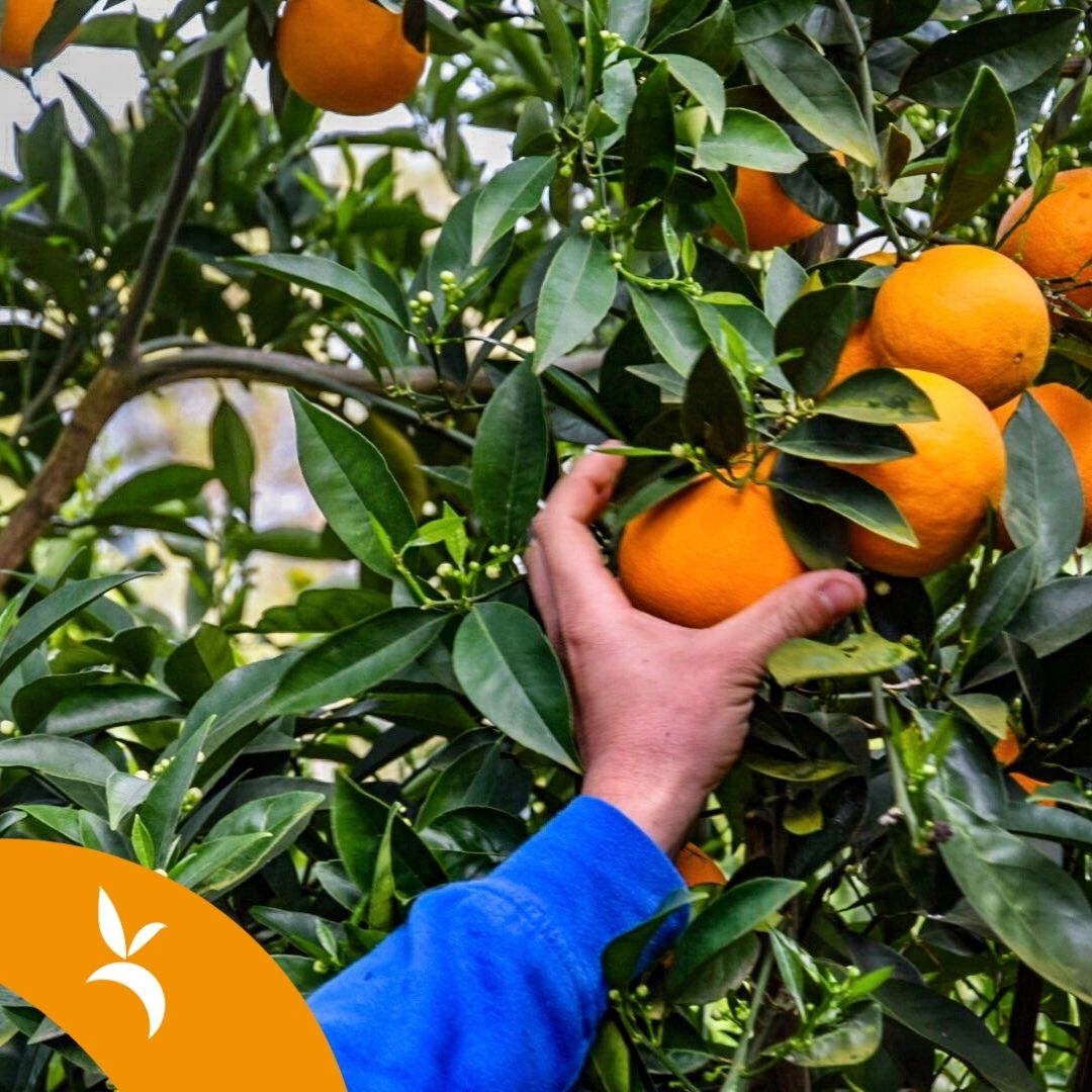 L'arte della distillazione degli oli essenziali tra gli agrumeti di Villacidro