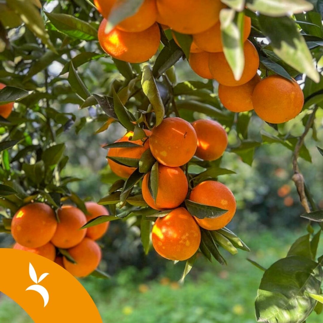 L'arte della distillazione degli oli essenziali tra gli agrumeti di Villacidro