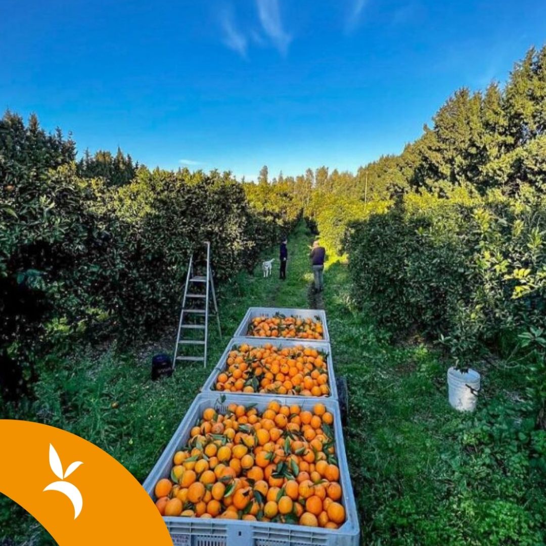 L'arte della distillazione degli oli essenziali tra gli agrumeti di Villacidro