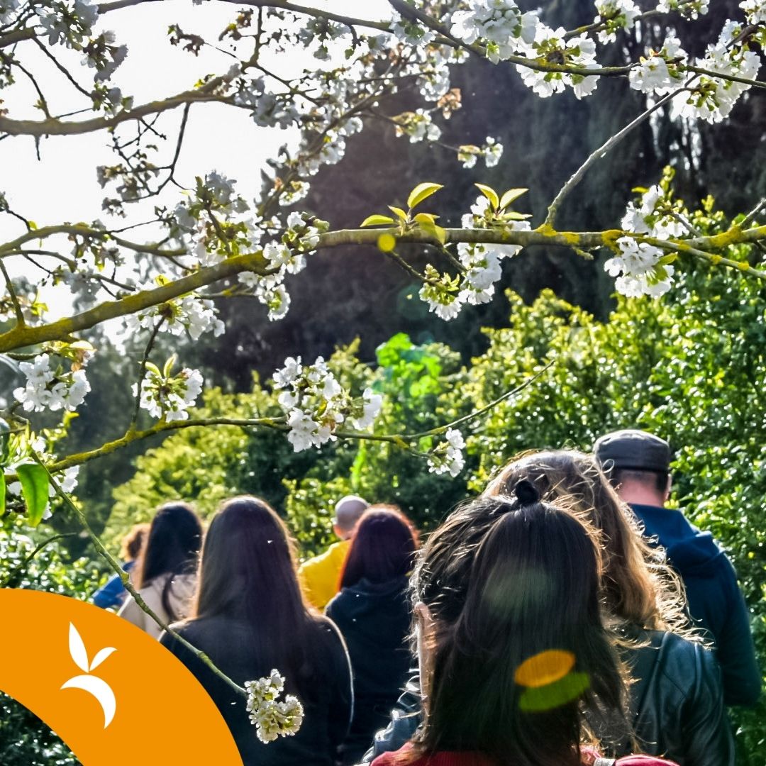 L'arte della distillazione degli oli essenziali tra gli agrumeti di Villacidro