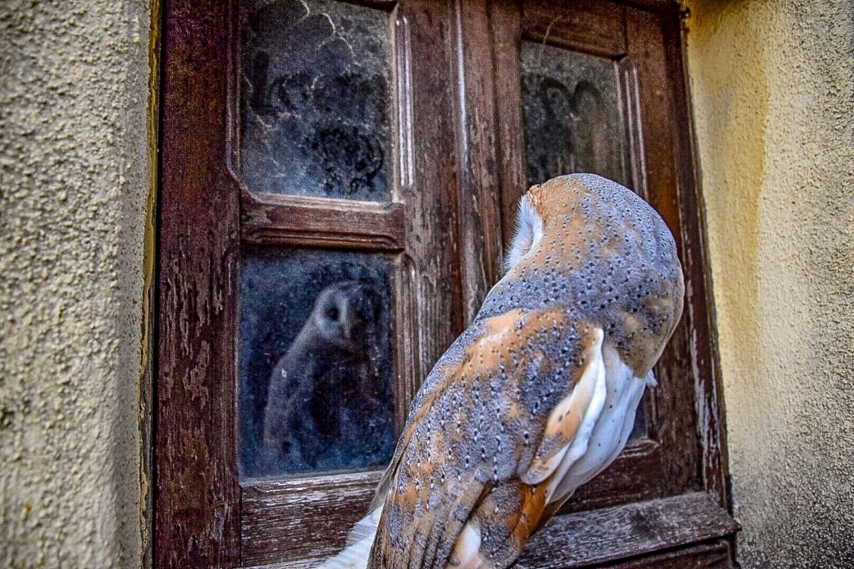 Falconiere per un giorno in Sardegna: incontro esclusivo per 2 persone! - immagine 14
