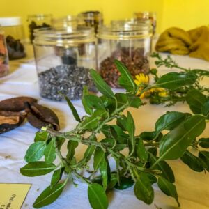 L'arte di tingere i tessuti con le piante