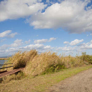 Escursione Terre d’acqua: passeggiata etnobotanica in laguna Escursione Terre d’acqua: passeggiata etnobotanica in laguna
