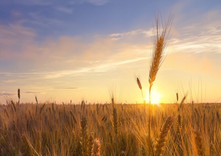 Percorso sensoriale sulle  farine – I Grani di Atlantide