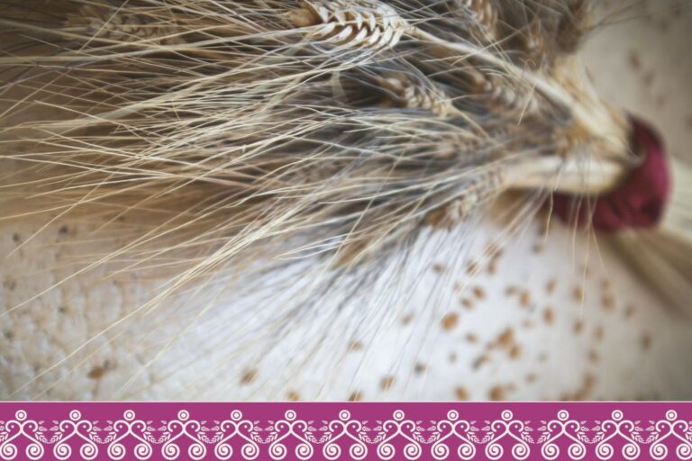 Grano e pane: mito, vita, morte, rinascita