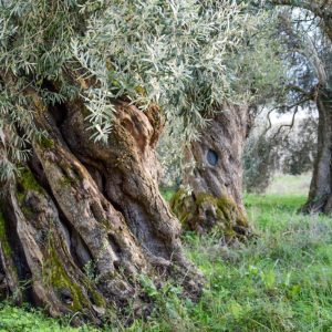 Passeggiata tra gli ulivi di Ussaredda con aperitivo