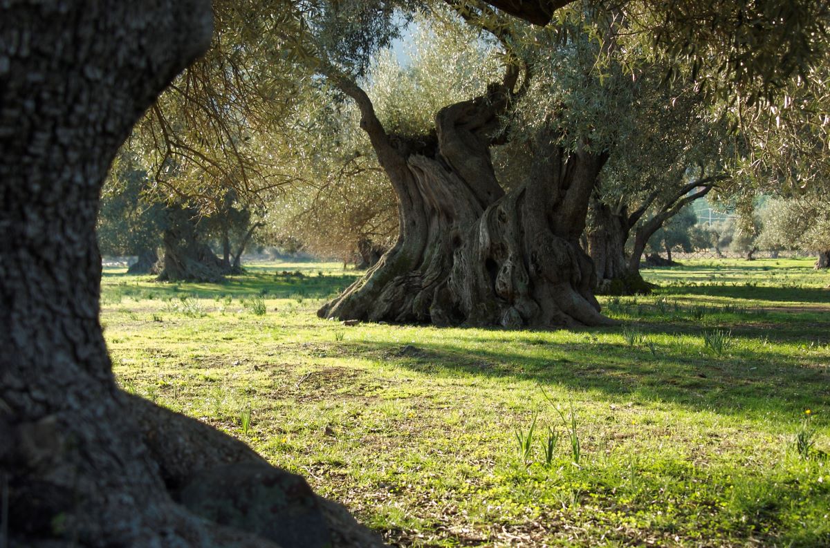 Villamassargia - Il paese degli ulivi monumentali - immagine 27