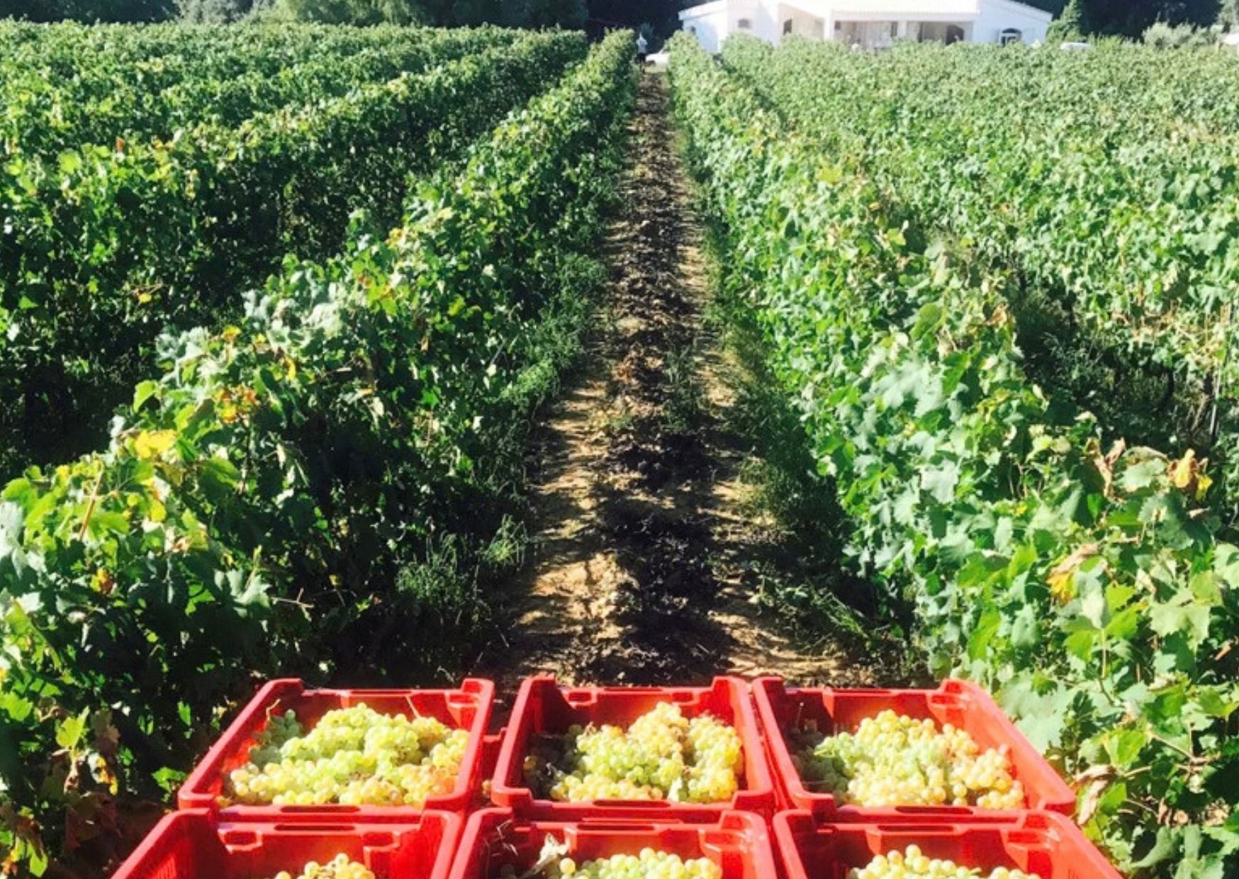 Atelier del Gusto - Percorso di abbinamento vini e formaggi - immagine 12