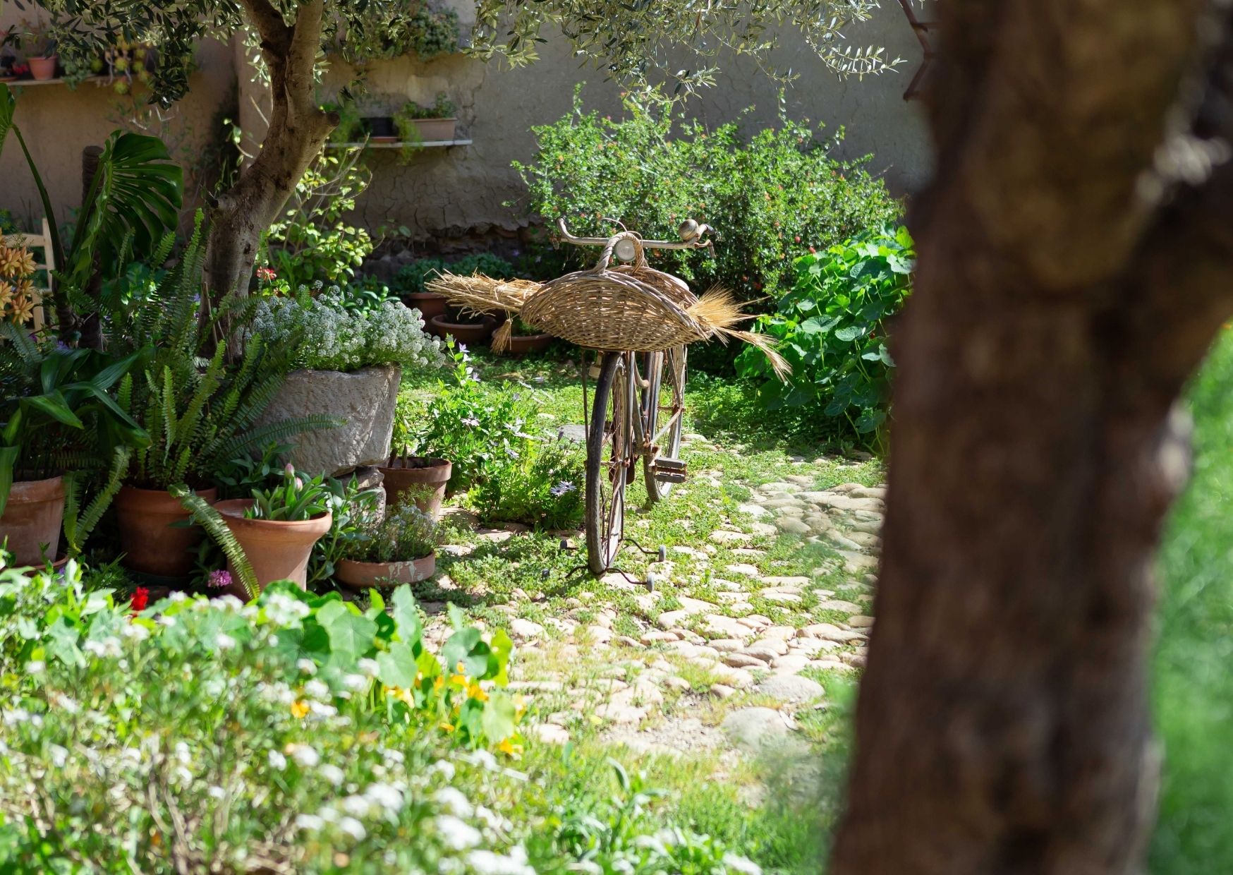 Passeggiata etnobotanica tra le corti di Samassi - immagine 4