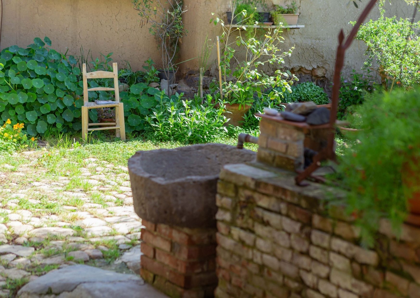Passeggiata etnobotanica tra le corti di Samassi - immagine 8